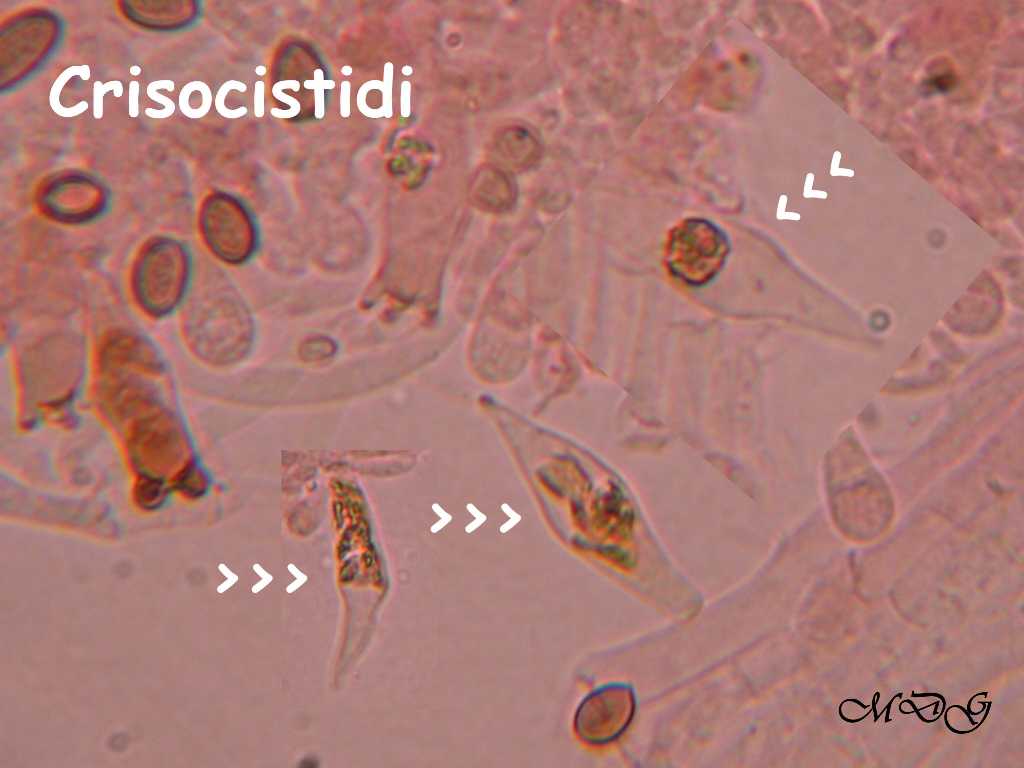 Nuovo QUIZ ... fungo misterioso !!!